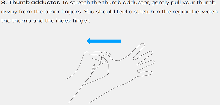 thumb adductor