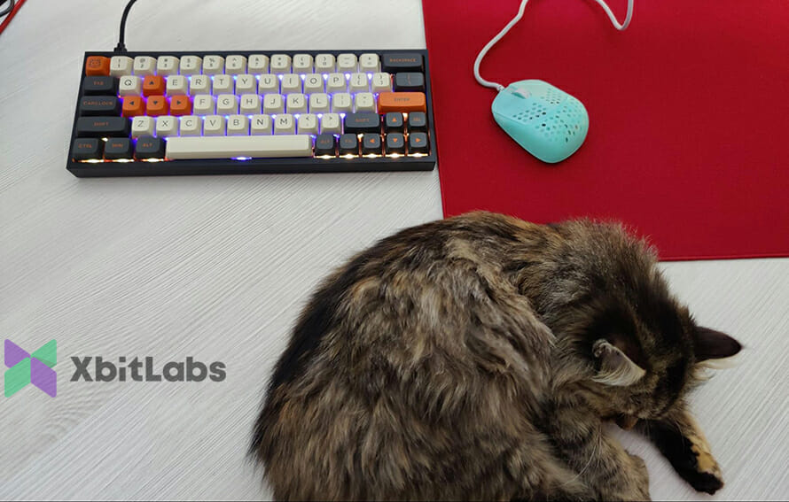 cat sleeping near the keyboard